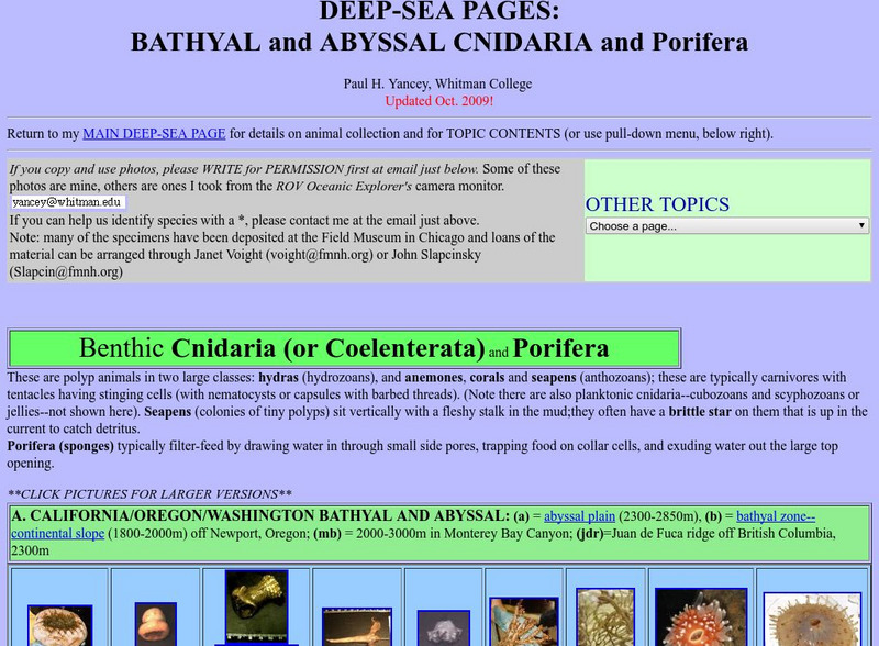 Whitman College: Deep Sea Pages Website