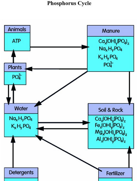 Alken Murray: The Phosphorous Cycle Graphic Alken Murray: The Phosphorous Cycle Graphic