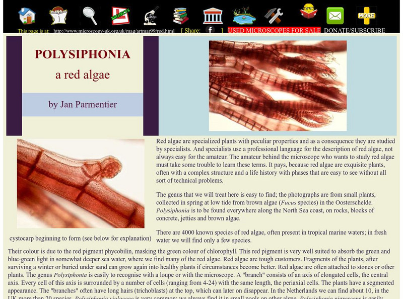 Microscopy Uk: Polysiphonia a Red Algae Handout Microscopy Uk: Polysiphonia a Red Algae Handout