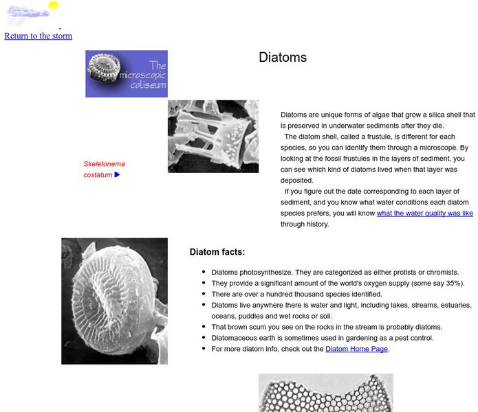 Stormbefore/diatoms Handout Stormbefore/diatoms Handout