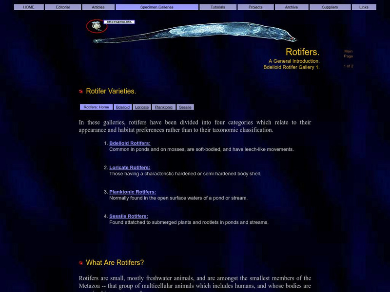 Micrographia: Bdelloid Rotifers Handout Micrographia: Bdelloid Rotifers Handout