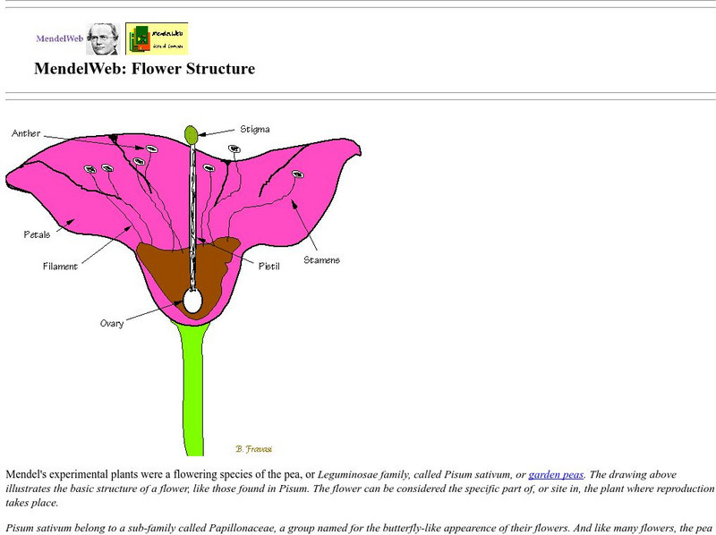Mendel Web: Flower Structure Handout Mendel Web: Flower Structure Handout