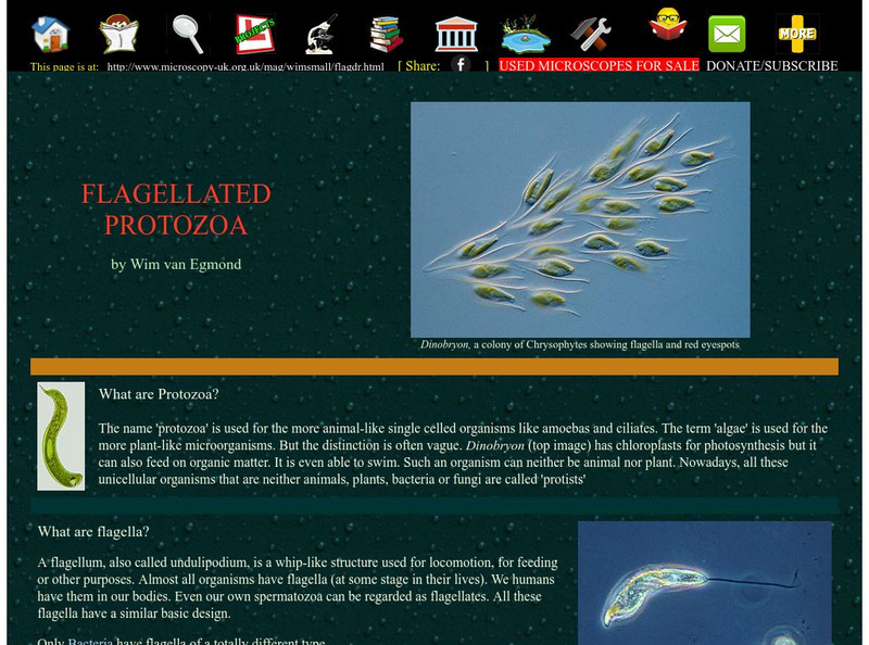 Microscopy Uk: Flagellated Protozoa Handout Microscopy Uk: Flagellated Protozoa Handout