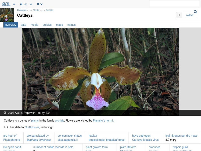 Encyclopedia of Life: Cattleya Orchids Handout