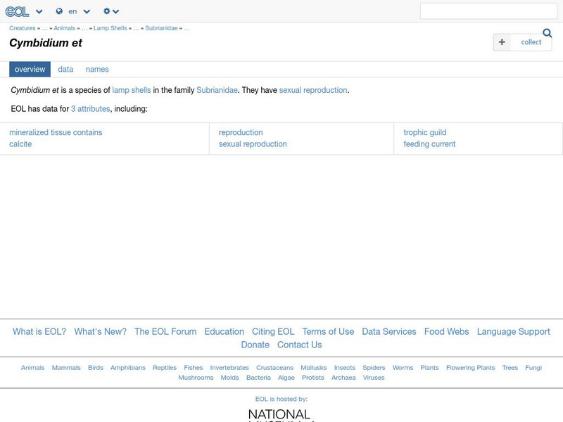 Encyclopedia of Life: Cymbidium Orchids Handout