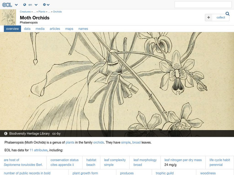 Encyclopedia of Life: Moth Orchids Handout