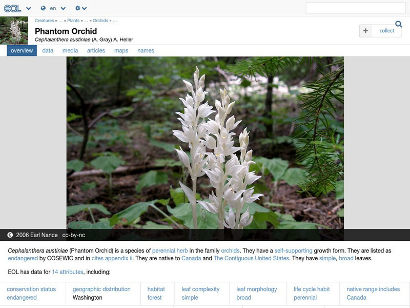 Encyclopedia of Life: Phantom Orchid Handout