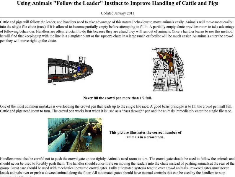 Using Animals "Follow the Leader" Instinct Website Using Animals "Follow the Leader" Instinct Website
