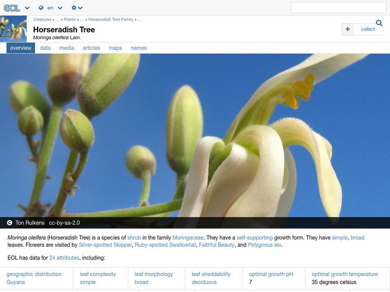 Encyclopedia of Life: Drumstick Tree Handout Encyclopedia of Life: Drumstick Tree Handout