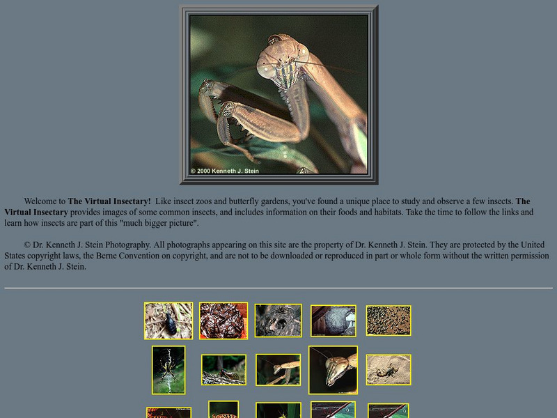 Personal Site: The Virtual Insectary Website