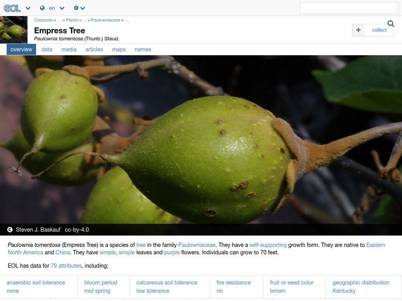 Encyclopedia of Life: Empress Tree Handout Encyclopedia of Life: Empress Tree Handout