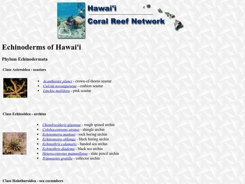 Hawai'i Coral Reef Network: Echinoderms Handout Hawai'i Coral Reef Network: Echinoderms Handout