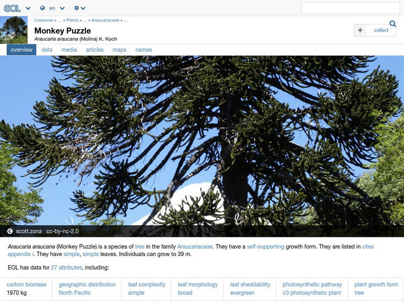 Encyclopedia of Life: Monkeypuzzle Tree Handout Encyclopedia of Life: Monkeypuzzle Tree Handout