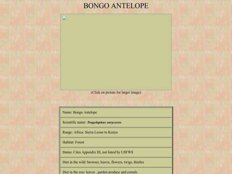 Who Zoo: Bongo Antelope Handout Who Zoo: Bongo Antelope Handout