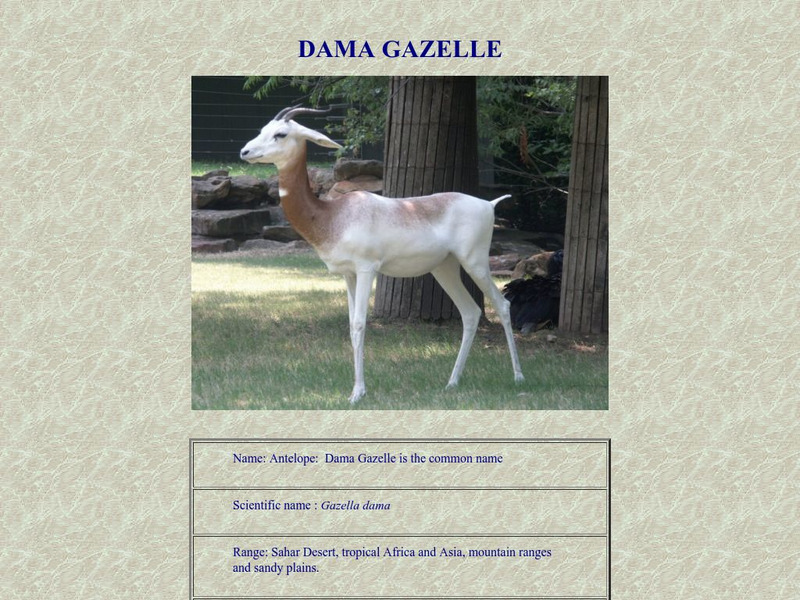 Who Zoo: Dama Gazelle Handout