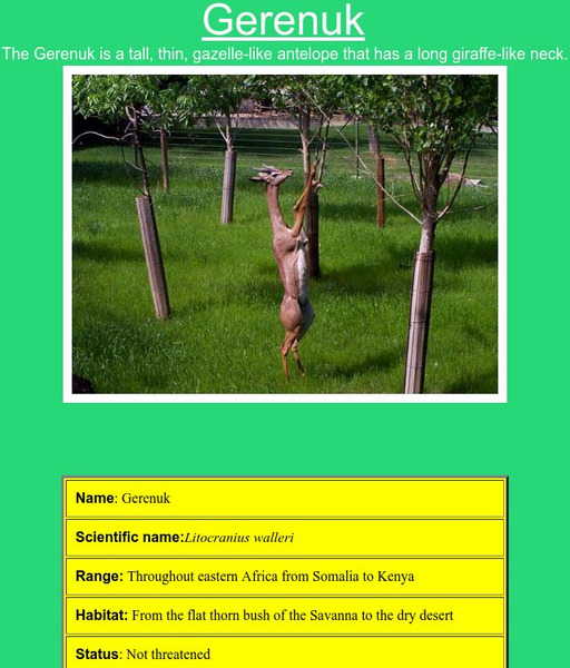 Who Zoo: Bongo Gerenuk Handout