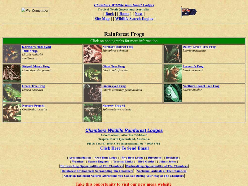 Australian Rainforest Wildlife: Rainforest Frogs Handout Australian Rainforest Wildlife: Rainforest Frogs Handout