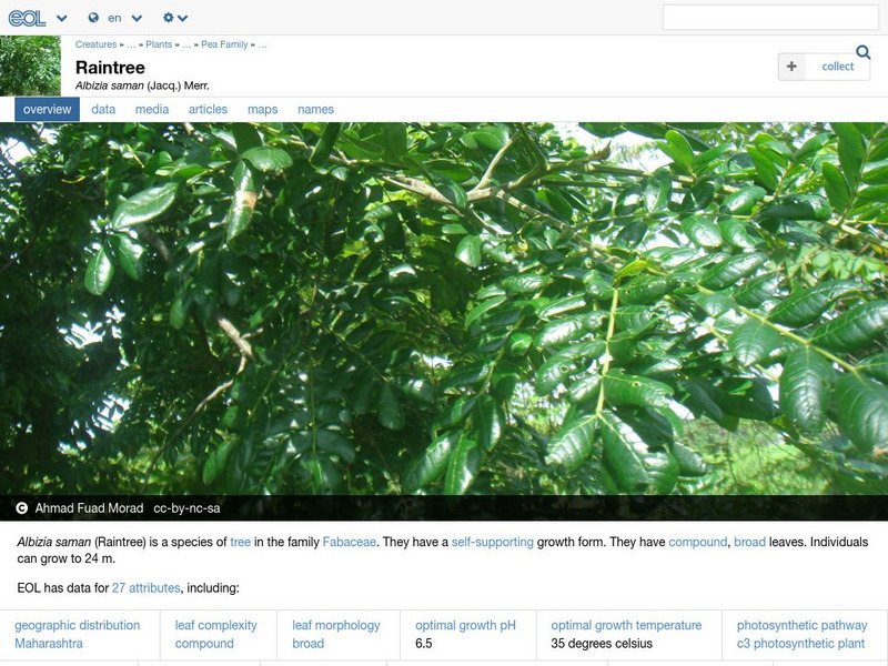 Encyclopedia of Life: Saman Tree Handout Encyclopedia of Life: Saman Tree Handout