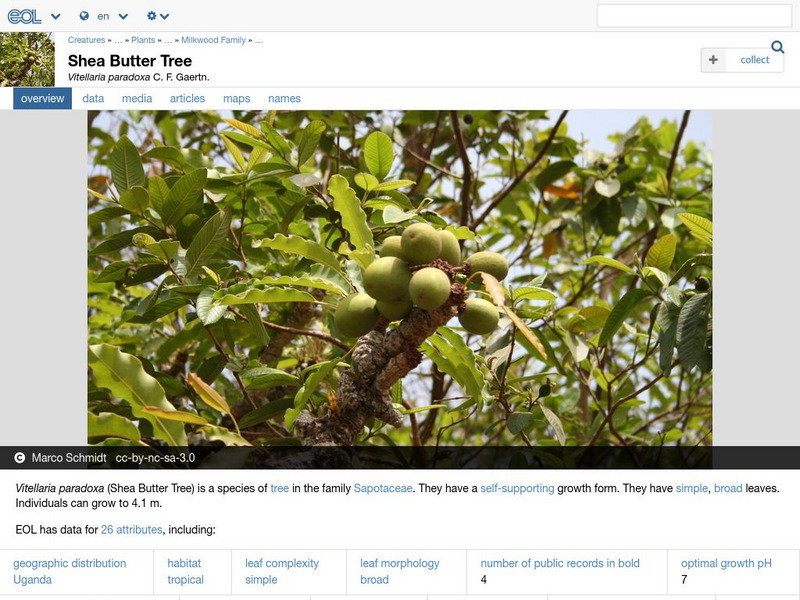 Encyclopedia of Life: Shea Tree Handout Encyclopedia of Life: Shea Tree Handout