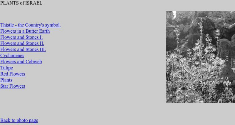 Institute for Sinology: Plants of Israel Website Institute for Sinology: Plants of Israel Website