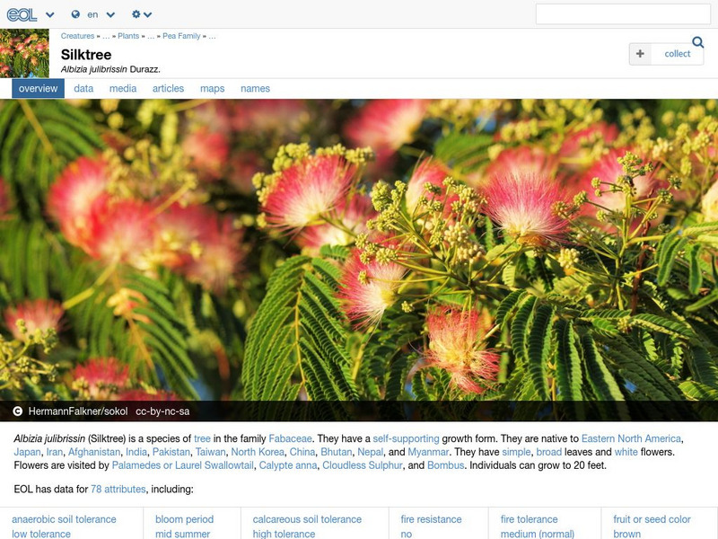 Encyclopedia of Life: Silk Tree Handout Encyclopedia of Life: Silk Tree Handout