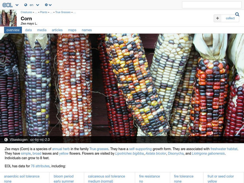 Encyclopedia of Life: Corn Handout