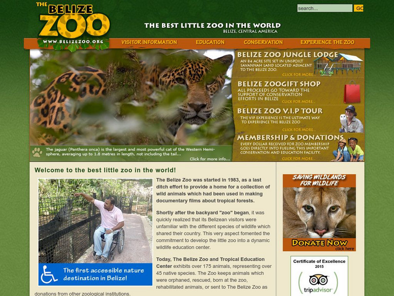 The Belize Zoo Animals of the Tropical Forest Website The Belize Zoo Animals of the Tropical Forest Website