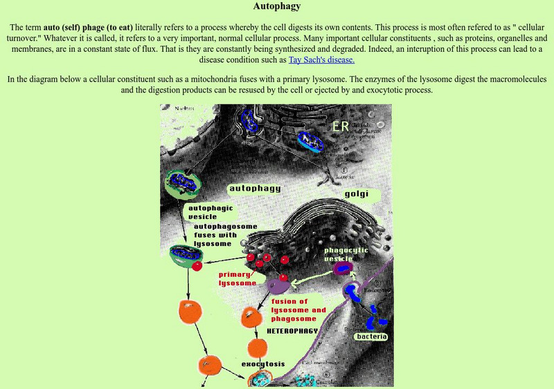 Brooklyn College: Autophagy and Heterophagy Graphic Brooklyn College: Autophagy and Heterophagy Graphic