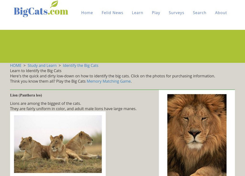 Big cats.com: Learn to Identify the Big Cats Graphic Big cats.com: Learn to Identify the Big Cats Graphic
