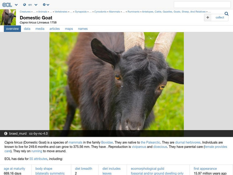 Encyclopedia of Life: Domestic Goat Handout Encyclopedia of Life: Domestic Goat Handout