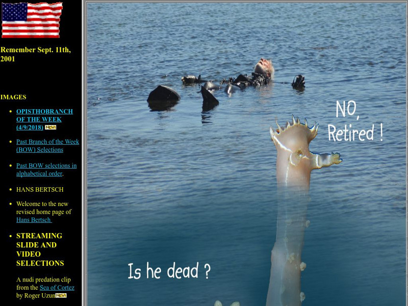 The Slug Site Graphic The Slug Site Graphic