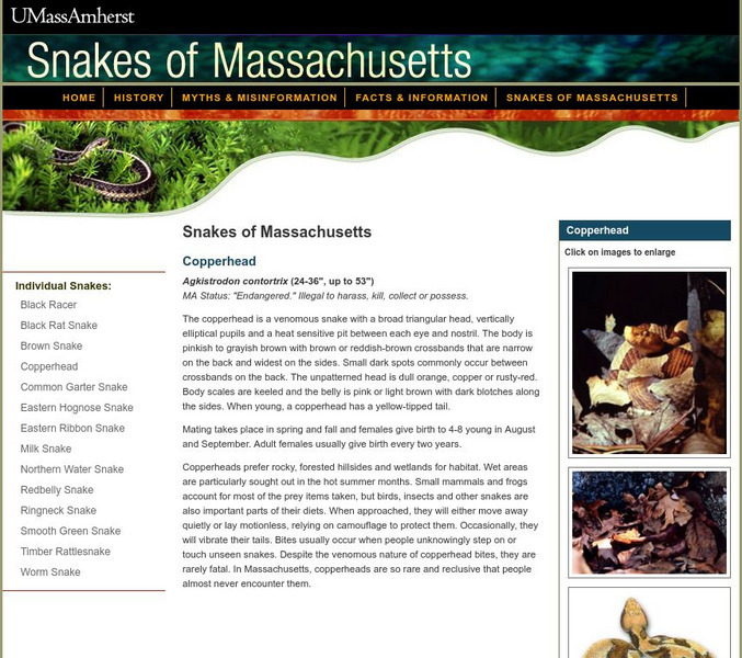 University of Massachusetts Nrec: Copperheads Website University of Massachusetts Nrec: Copperheads Website