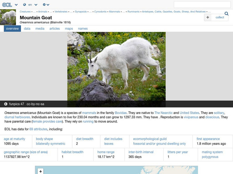 Encyclopedia of Life: Mountain Goat Handout Encyclopedia of Life: Mountain Goat Handout