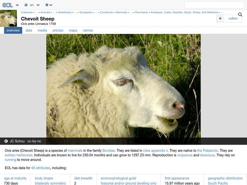 Encyclopedia of Life: Domestic Sheep Handout