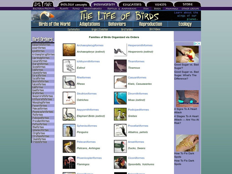 The Wild Classroom: Bird Orders of the World Handout The Wild Classroom: Bird Orders of the World Handout