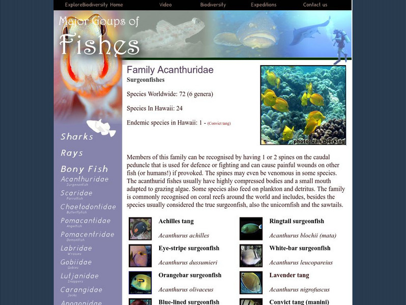 Explore Biodiversity: Major Groups of Fishes: Acanthuridae Graphic Explore Biodiversity: Major Groups of Fishes: Acanthuridae Graphic