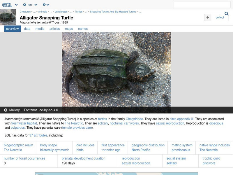Encyclopedia of Life: Alligator Snapping Turtle Handout