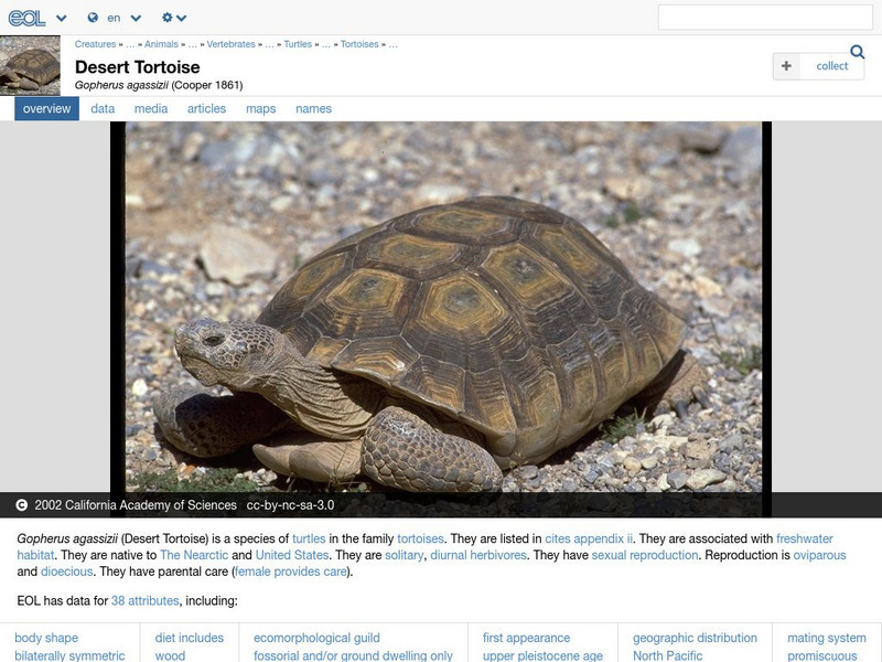 Encyclopedia of Life: Desert Tortoise Handout Encyclopedia of Life: Desert Tortoise Handout