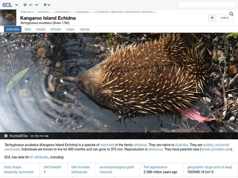 Encyclopedia of Life: Short Beaked Echidna Handout