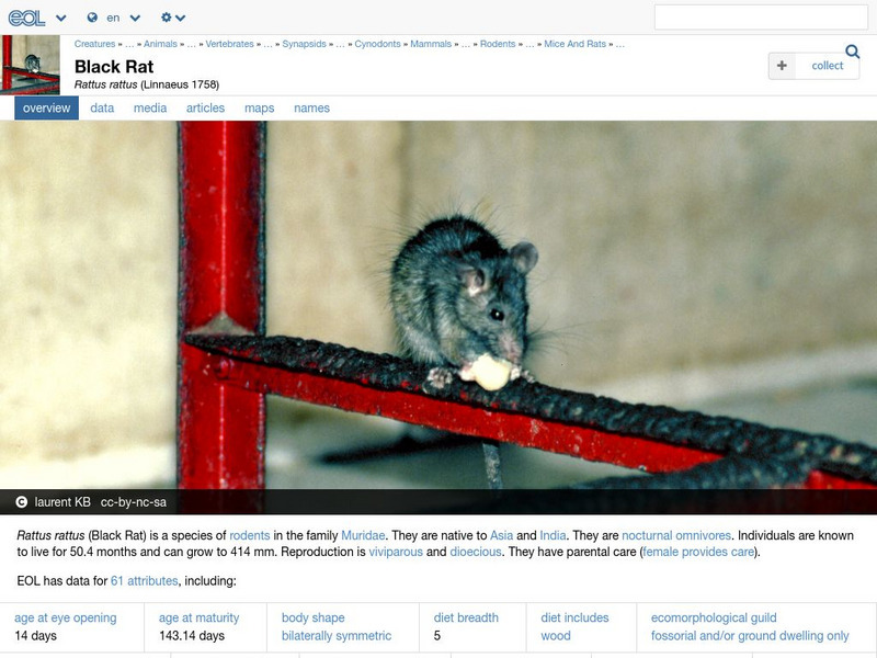 Encyclopedia of Life: Black Rat Handout
