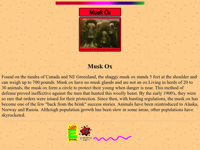 E Patrol Foundation : Musk Ox Handout E Patrol Foundation : Musk Ox Handout