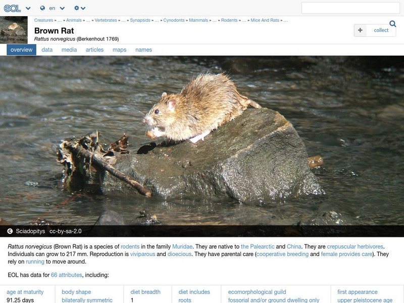 Encyclopedia of Life: Brown Rat Handout