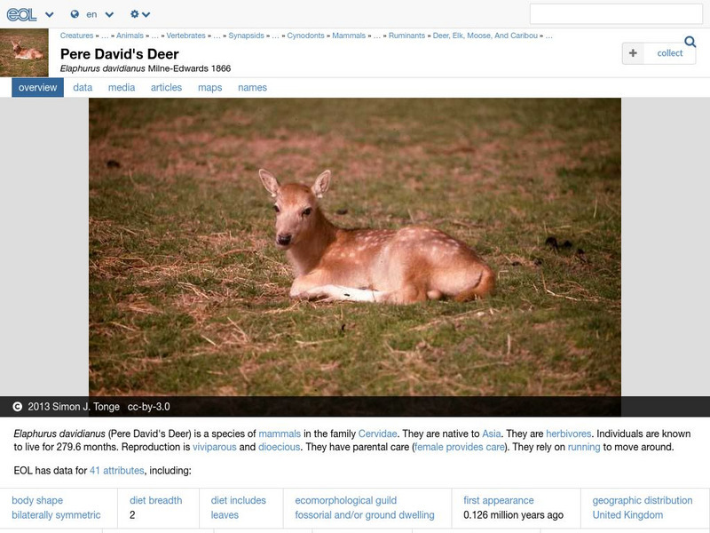 Encyclopedia of Life: Pere David's Deer Handout