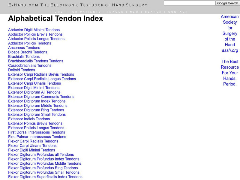 E Hand: Tendon Names Graphic E Hand: Tendon Names Graphic