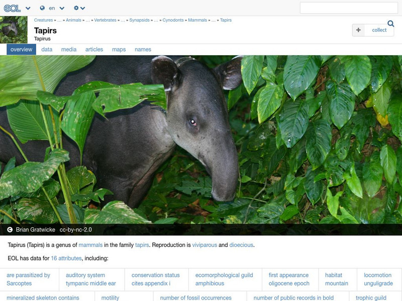 Encyclopedia of Life: Tapirs Handout