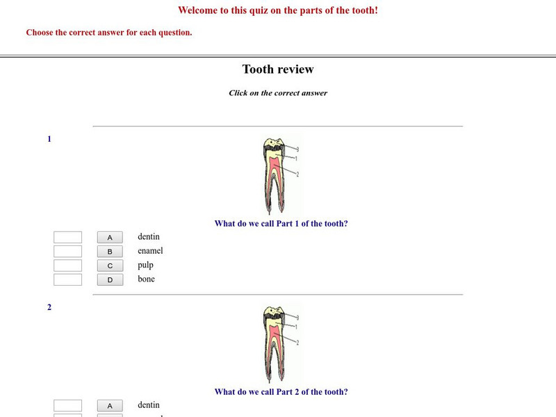 Tooth Review: Multiple Choice Quiz on Teeth Unknown Type