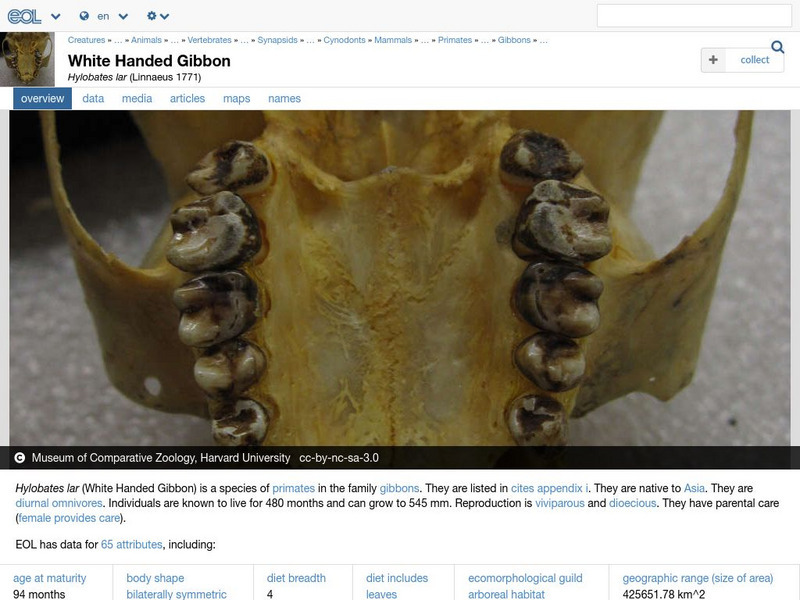 Encyclopedia of Life: White Headed Gibbon Handout