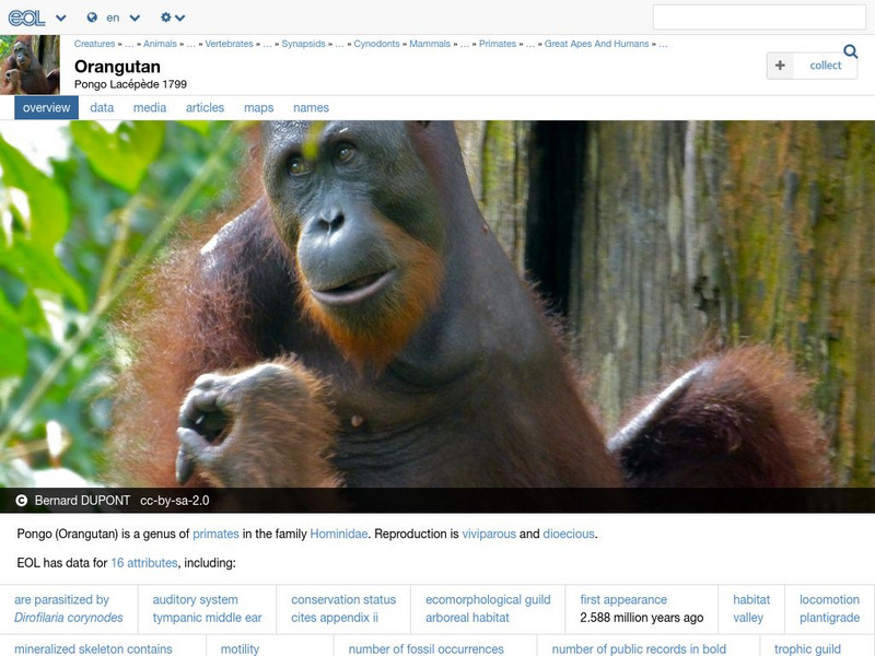 Encyclopedia of Life: Orangutans Handout