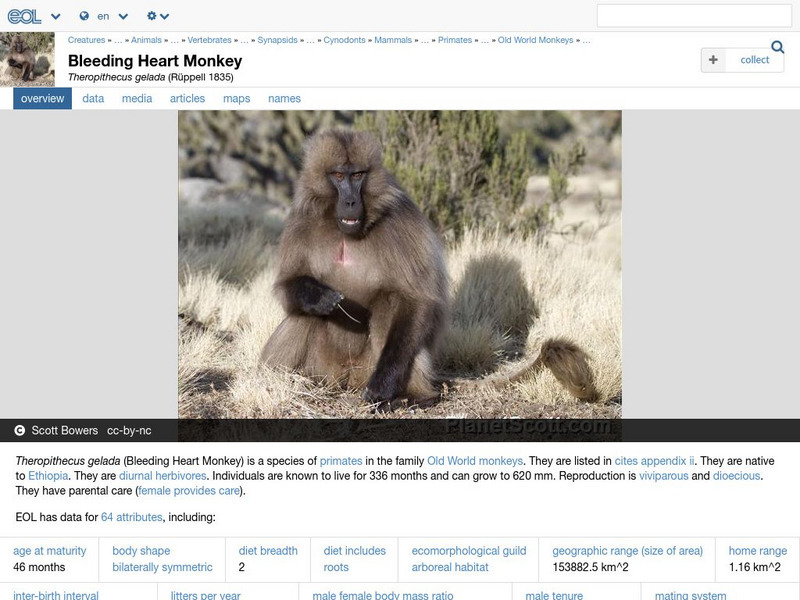 Encyclopedia of Life: Gelada Baboon Handout Encyclopedia of Life: Gelada Baboon Handout