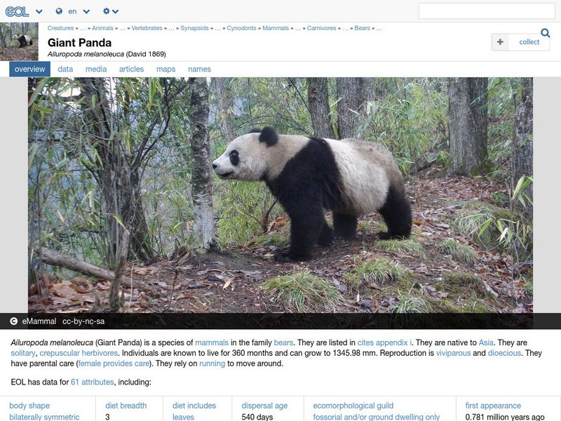 Encyclopedia of Life: Giant Panda Handout Encyclopedia of Life: Giant Panda Handout